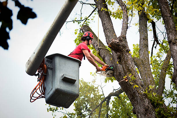 Dead Tree Removal in Kekaha, HI